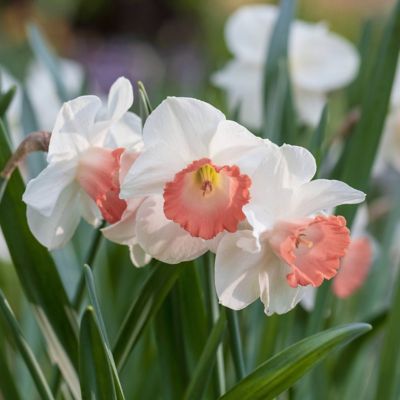 Image showing  Daffodil Pink Charm Bulbs (10-Pack)
