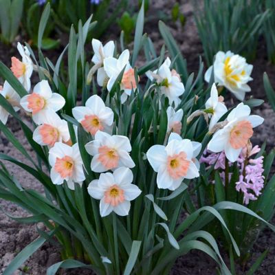 Image showing  Daffodil Pink Charm Bulbs (10-Pack)