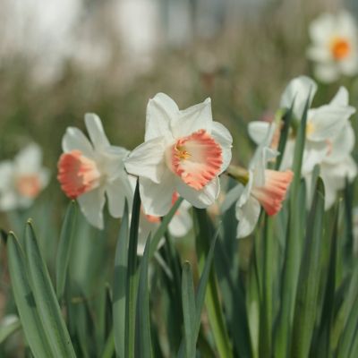 Image showing  Daffodil Pink Charm Bulbs (10-Pack)