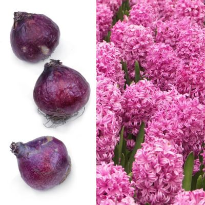 National Plant Network Hyacinth Pink Pearl Bulbs (10-Pack)