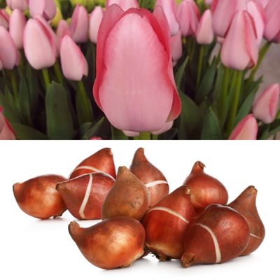 National Plant Network Tulip Bella Blush Bulbs, 50 pk.