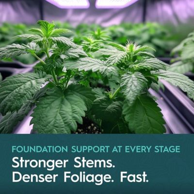 Image showing  25 lb. (11.34 kg) Powder A Nitrogen & Calcium Formula Fruiting & Flowering Plants Dry Plant Fertilizer 15-0-0 1-Pack