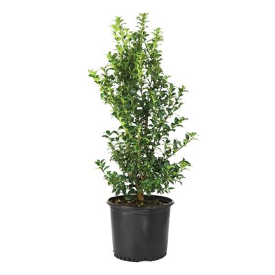 National Plant Network 3 gal. Ilex Miss Patricia