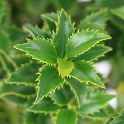 Image showing  3 gal. Ilex Miss Patricia