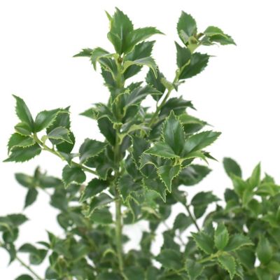 Image showing  3 gal. Ilex Miss Patricia