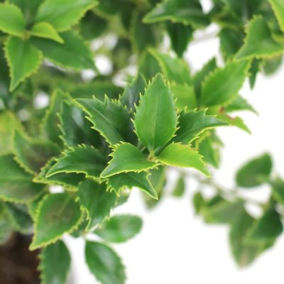 Image showing  3 gal. Ilex Miss Patricia