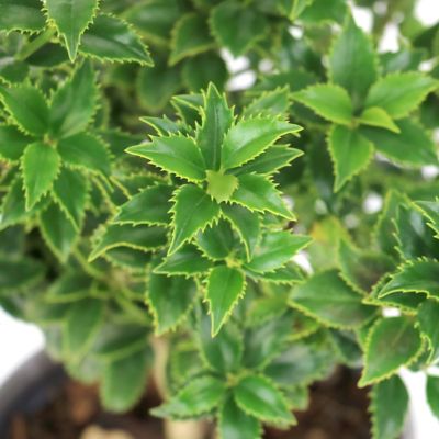 Image showing  3 gal. Ilex Miss Patricia