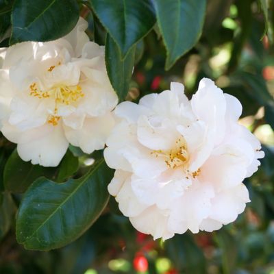 Image showing  1 gal. Camellia Japonica Bessie Battle