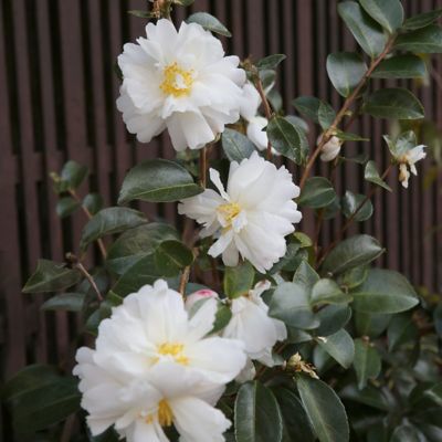 Image showing  1 gal. Camellia Japonica Bessie Battle