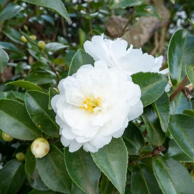 Image showing  1 gal. Camellia Japonica Bessie Battle