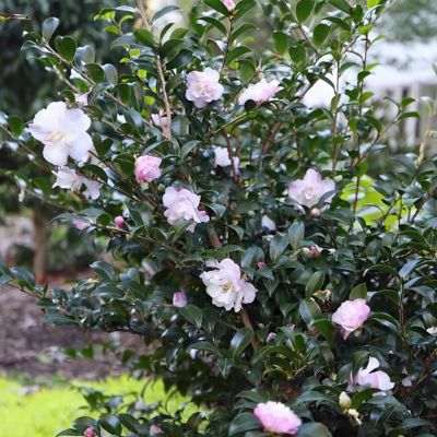 Image showing  3 gal. Camellia Sasanqua October Magic Orchid