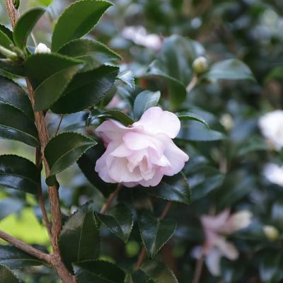 Image showing  3 gal. Camellia Sasanqua October Magic Orchid