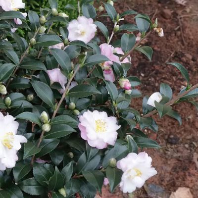 Image showing  3 gal. Camellia Sasanqua October Magic Orchid