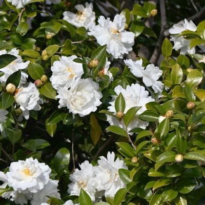 Image showing  3 gal. Camellia Japonica Bessie Battle