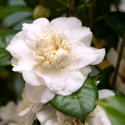 Image showing  1 gal. Camellia Sasanqua Winter's Snowman