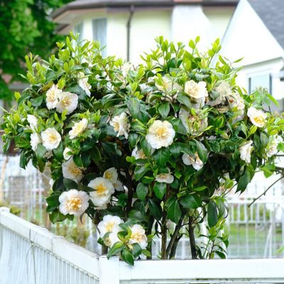 Image showing  1 gal. Camellia Sasanqua Winter's Snowman