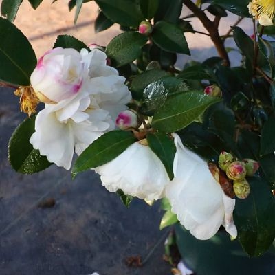 Image showing  1 gal. Camellia Sasanqua Winter's Snowman