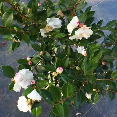Image showing  1 gal. Camellia Sasanqua Winter's Snowman
