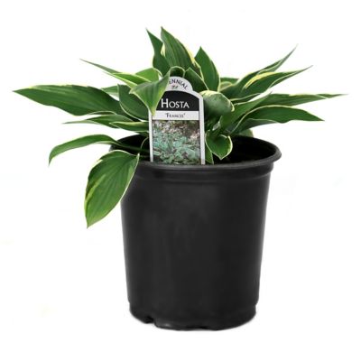 National Plant Network 1 gal. Hosta Francee at Tractor Supply Co