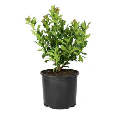 National Plant Network 3 gal. Ilex Green Flame
