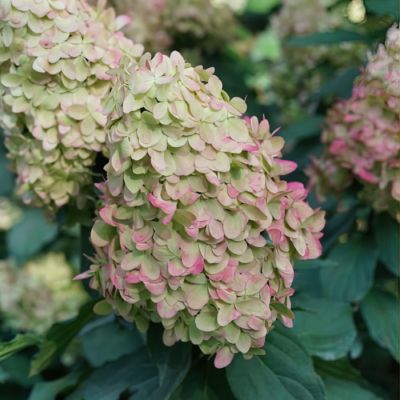 Image showing  3 gal. Hydrangea Limelight
