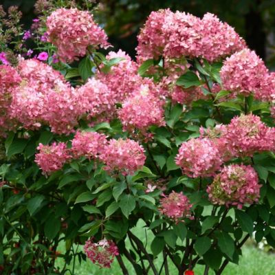 Image showing  3 gal. Hydrangea Limelight