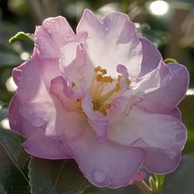 Image showing  1 gal. Camellia Sasanqua October Magic Orchid