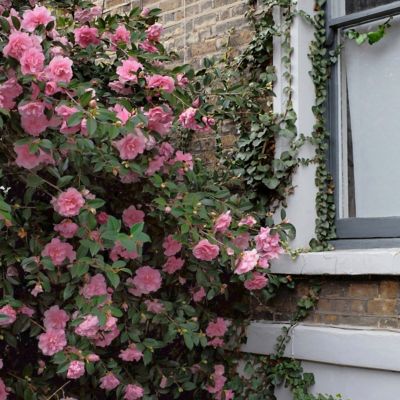 Image showing  1 gal. Camellia Sasanqua Dream Weaver