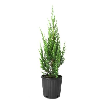 National Plant Network 1 gal. Juniper Blue Point