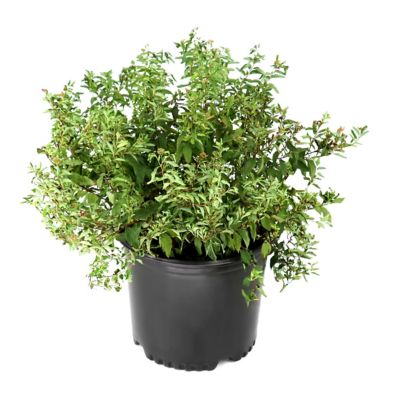 National Plant Network 3 gal. Spirea Anthony Waterer