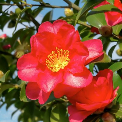 Image showing  3 gal. Camellia Japonica Gunsmoke
