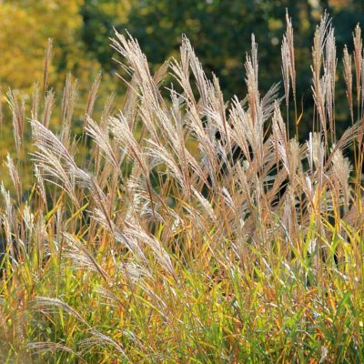 Image showing  3 gal. Adagio Grass