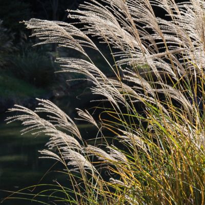 Image showing  3 gal. Adagio Grass