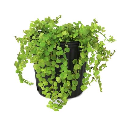 National Plant Network 1 gal. Lysimachia Creeping Jenny