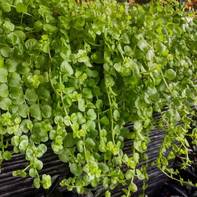 Image showing  1 gal. Lysimachia Creeping Jenny