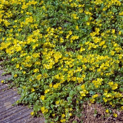 Image showing  1 gal. Lysimachia Creeping Jenny