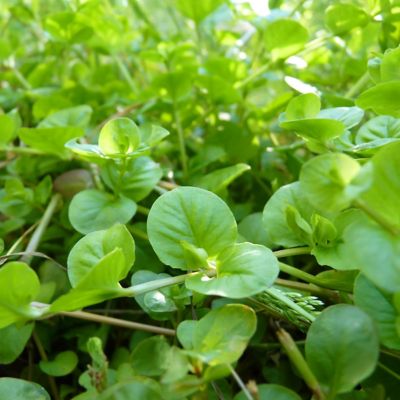 Image showing  1 gal. Lysimachia Creeping Jenny