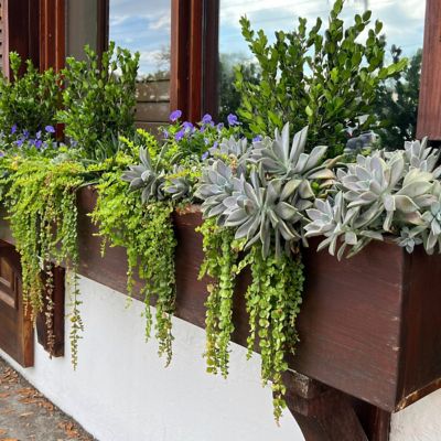 Image showing  1 gal. Lysimachia Creeping Jenny