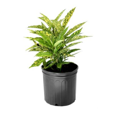 National Plant Network 3 gal. Hosaba Hoshifu Acuba