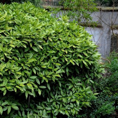 Image showing  3 gal. Hosaba Hoshifu Acuba