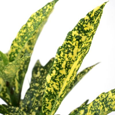 Image showing  3 gal. Hosaba Hoshifu Acuba