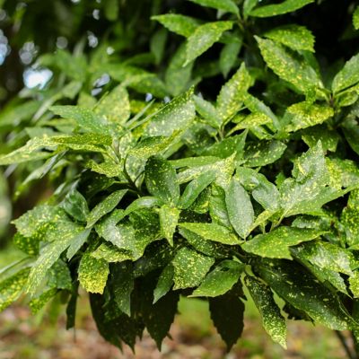 Image showing  3 gal. Hosaba Hoshifu Acuba