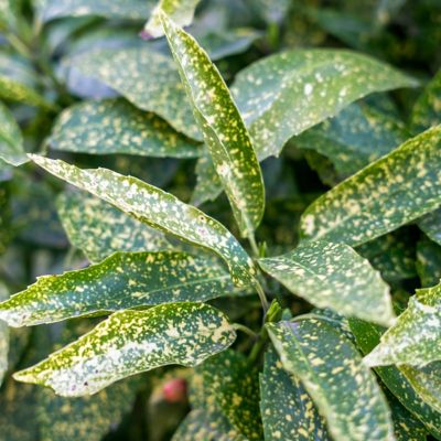 Image showing  3 gal. Hosaba Hoshifu Acuba