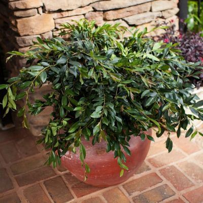 Image showing  3 gal. Distillum Vintage Jade