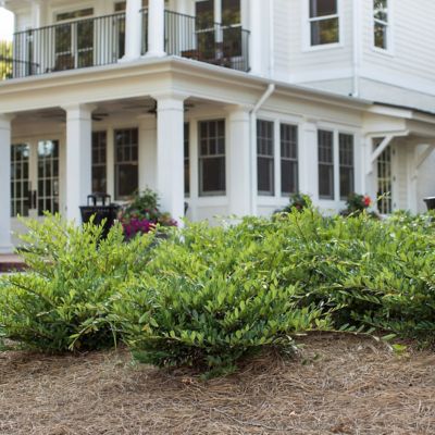 Image showing  3 gal. Distillum Vintage Jade