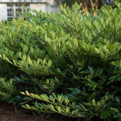 Image showing  3 gal. Distillum Vintage Jade