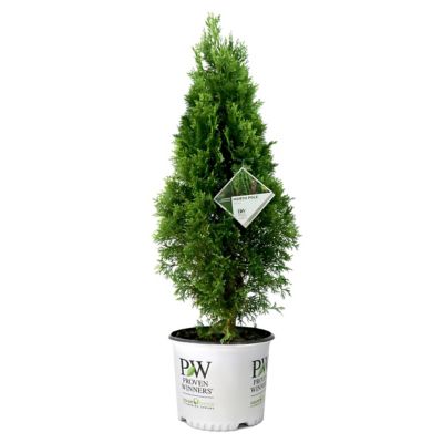 National Plant Network 3 gal. Arborvitae North Pole