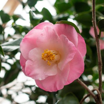 Image showing  1 gal. Camellia Japonica April Remembered