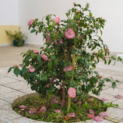Image showing  1 gal. Camellia Japonica April Remembered
