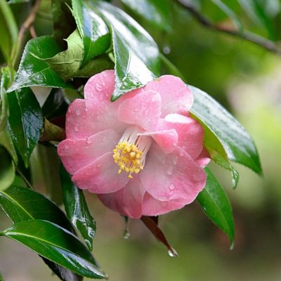 Image showing  1 gal. Camellia Japonica April Remembered